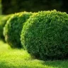 Bushthefush